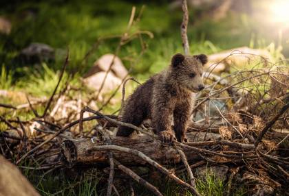 de-leukste-dierentuinen-van-belgie
