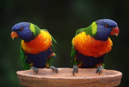 een-huisdier-als-alleenstaande-ouder-dit-moet-je-weten