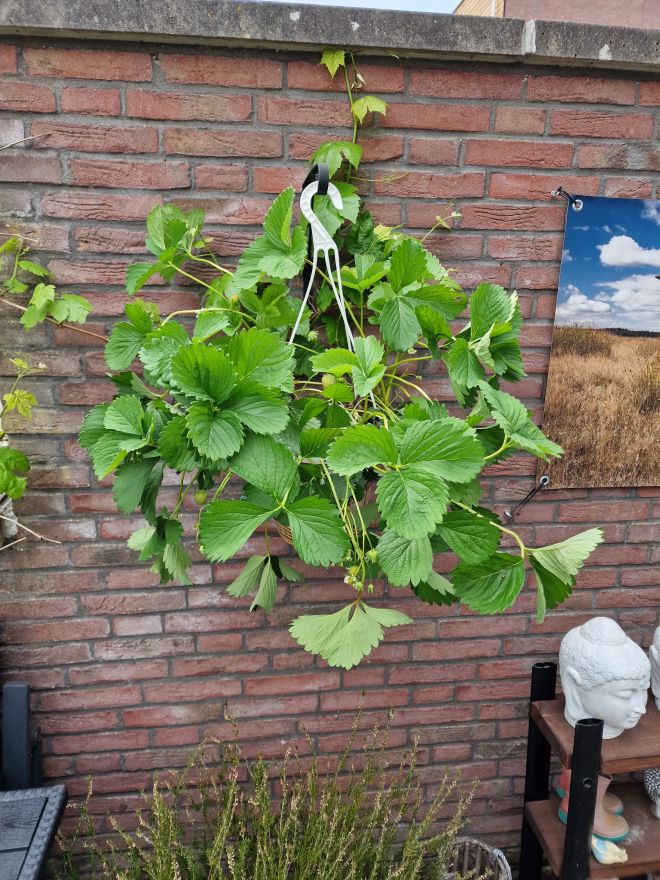 Plaatje